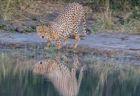 cheetah drinking