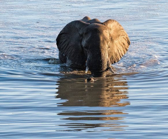 elephant bathing