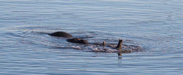 elephant snorkelling