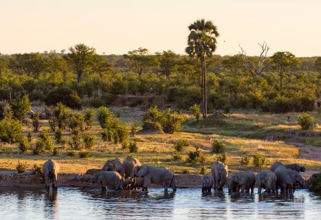 elephants at sunset