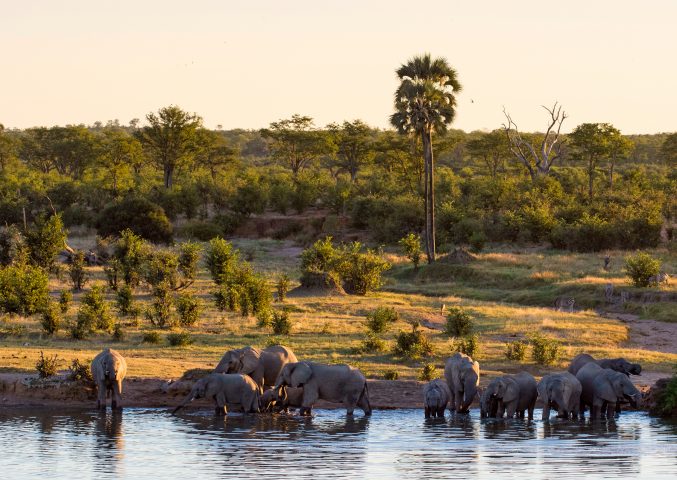 elephants at Mazuma pan