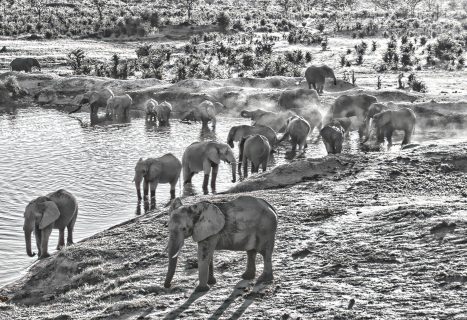 elephants black and white