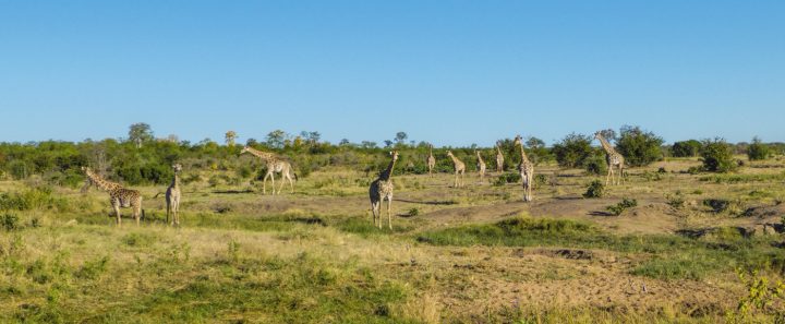 giraffes near Mazuma Pan, Hwange NP