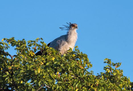 secretarybird on nest