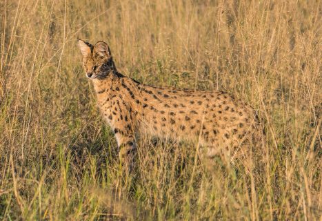 serval