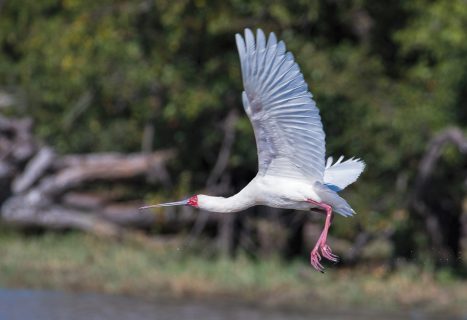 spoonbill in flight