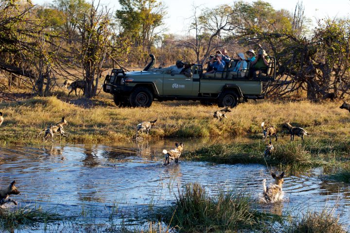 wild dogs and game vehicle