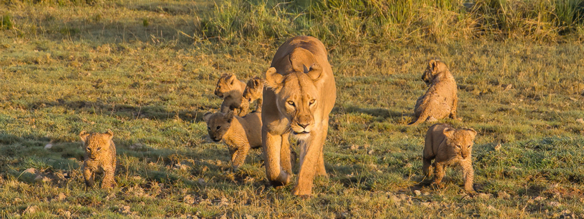 Wildlife Photography Africa