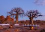 Dining under the baobabs at Tuli