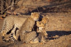 Tuli game reserve_Cheetahs