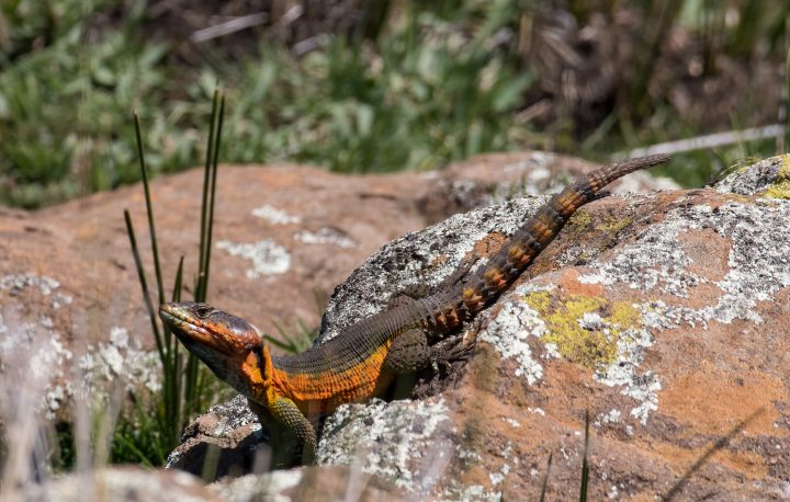 Drakensberg Crag Lizard