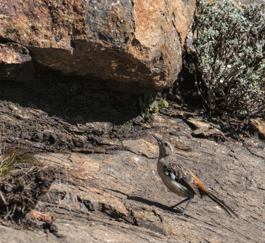 Drakensberg Rockjumper