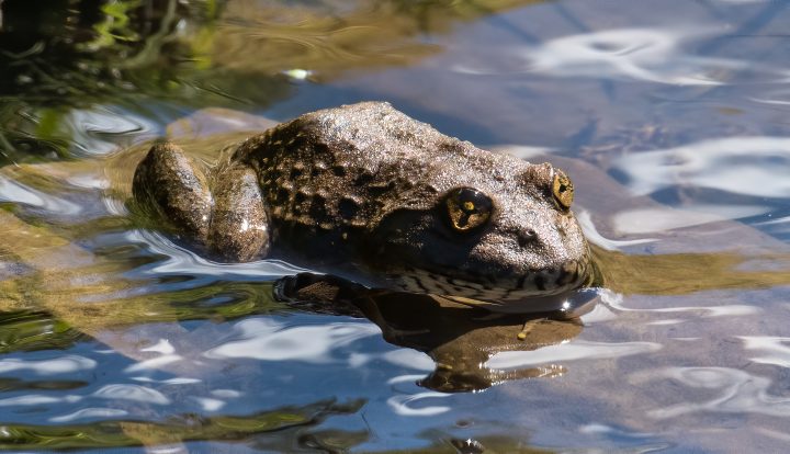 Maluti river frog