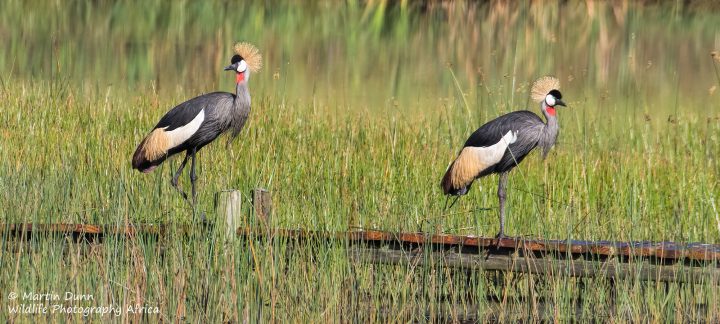 Grey Crowned Cranes