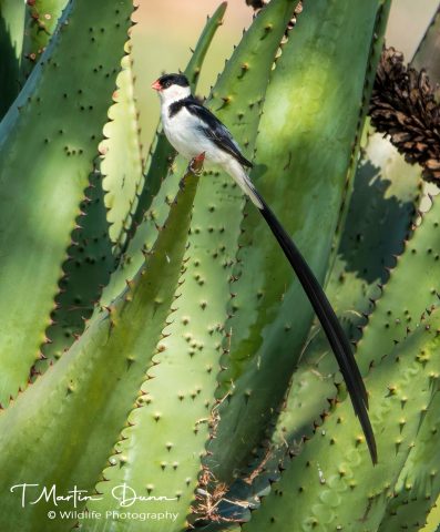 pin-tailed Whydah
