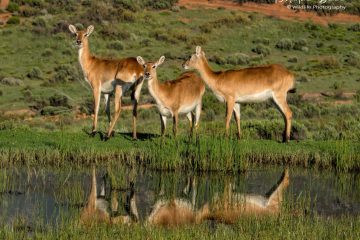 Lechwe at waterhole