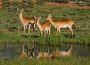 Lechwe at waterhole