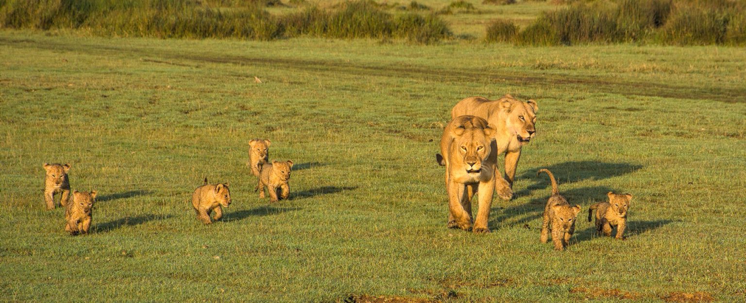 lionesses & cubs