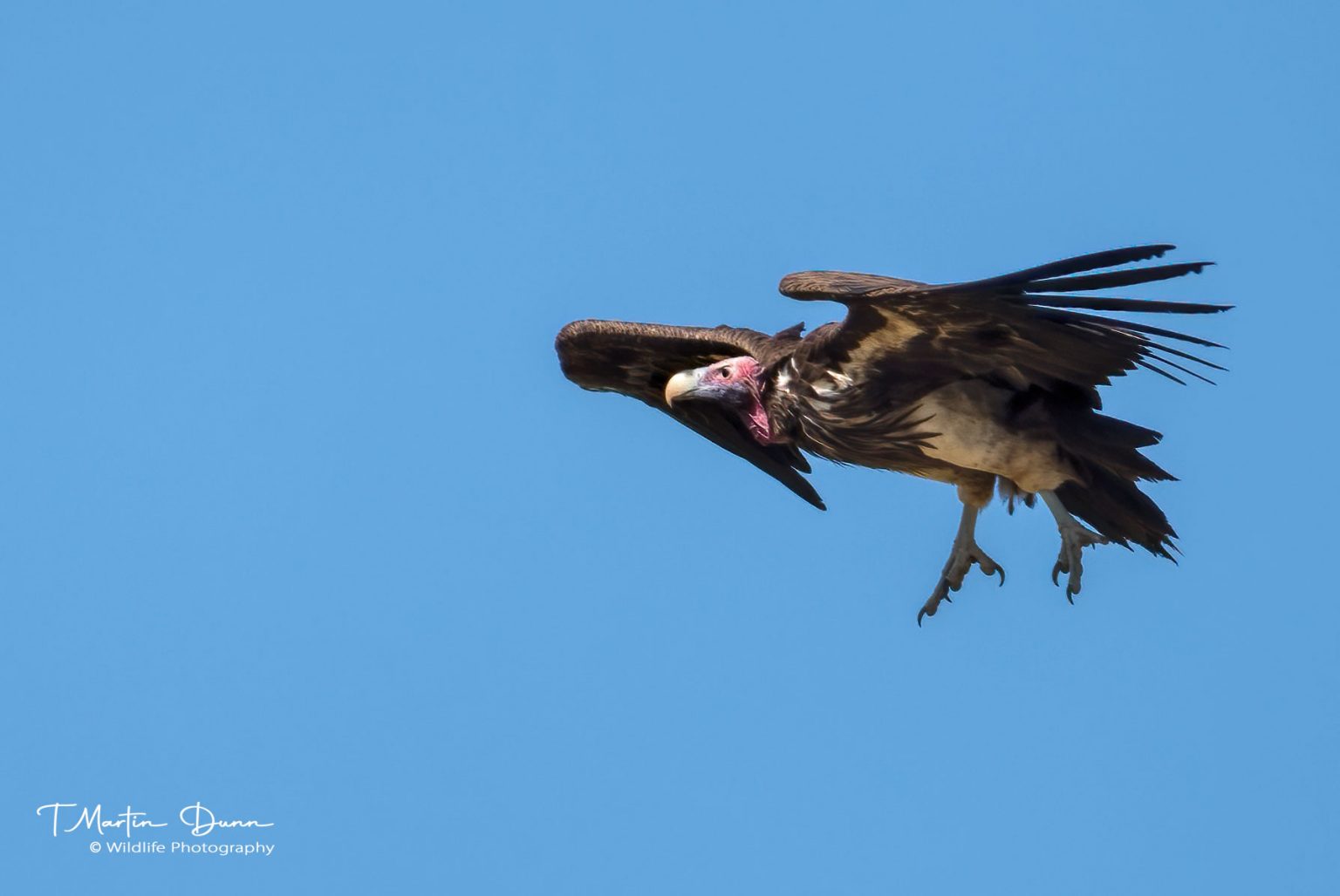 lappet faced vulture