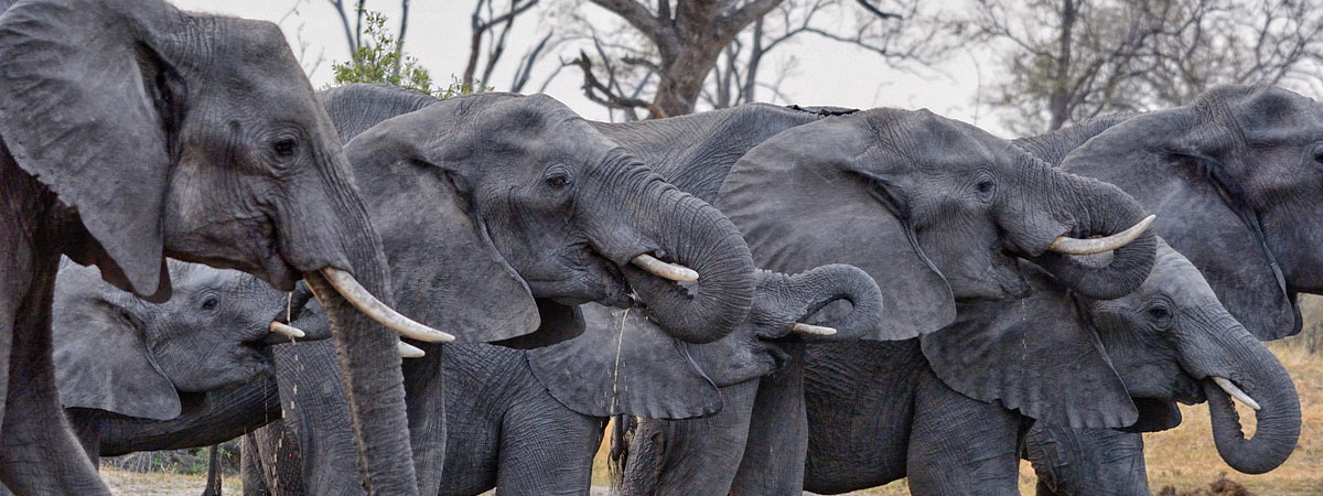 Wildlife Photography Africa