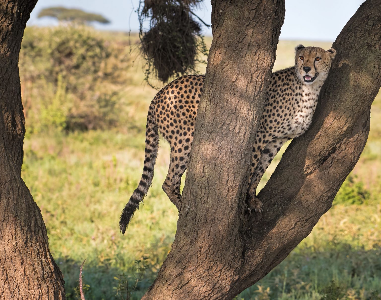 Cheetah in a tree