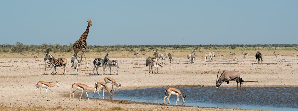 Wildlife Photography Africa