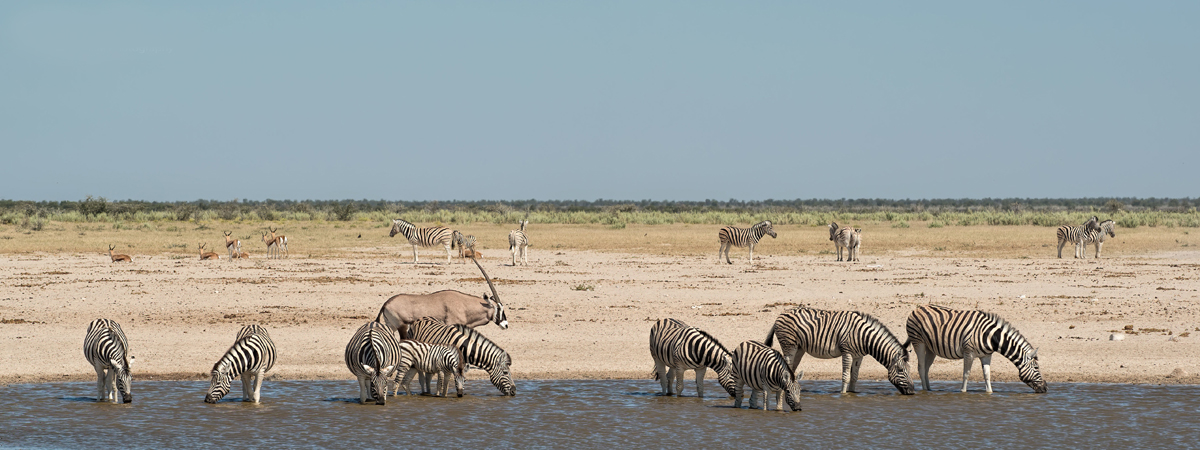 Wildlife Photography Africa