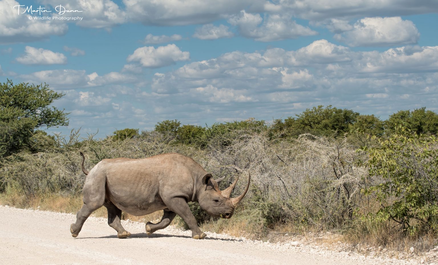 black rhino