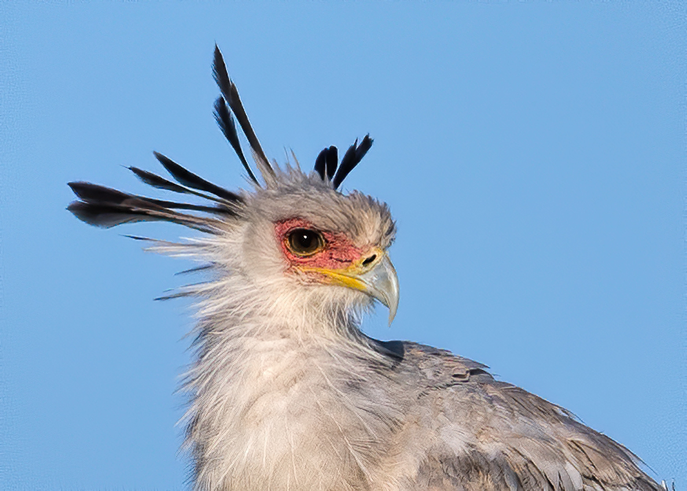 secretary bird head shot