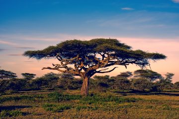 tree at sunset