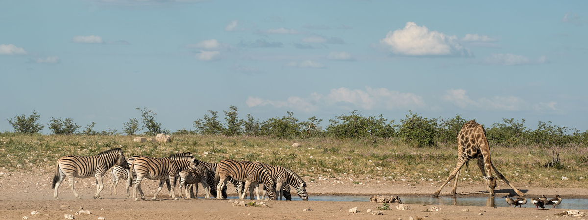 Wildlife Photography Africa