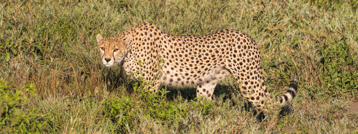 Wildlife Photography Africa