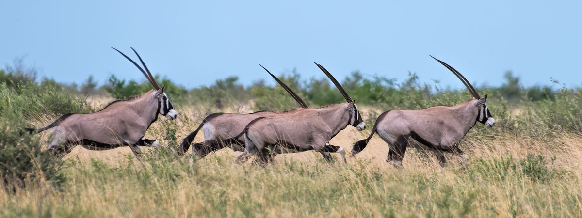 Wildlife Photography Africa