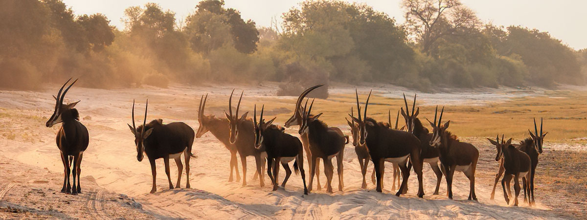 Wildlife Photography Africa