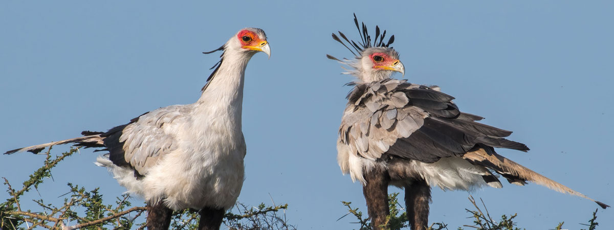 Wildlife Photography Africa