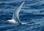 White-tailed Tropicbird
