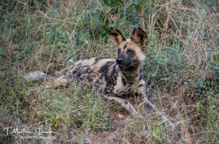 African wild dog