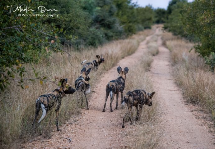 african wild dogs