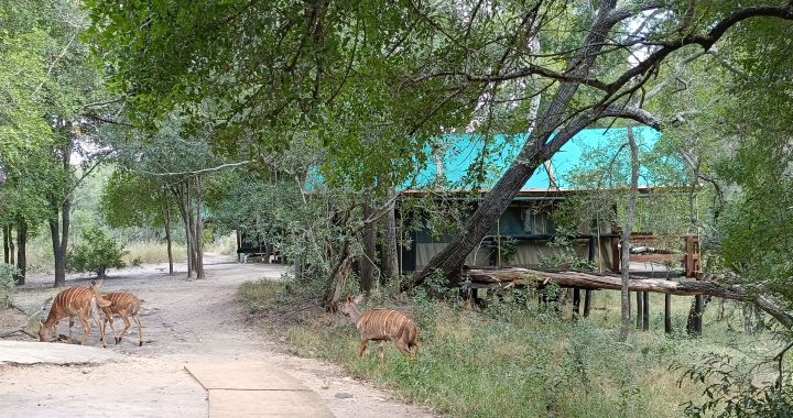 Ndzhaka Camp