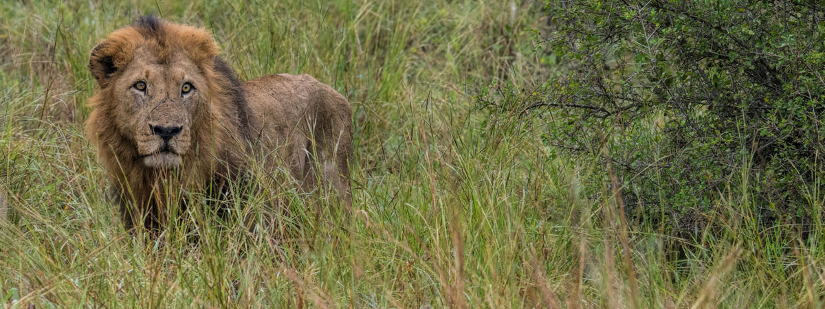 Wildlife Photography Africa