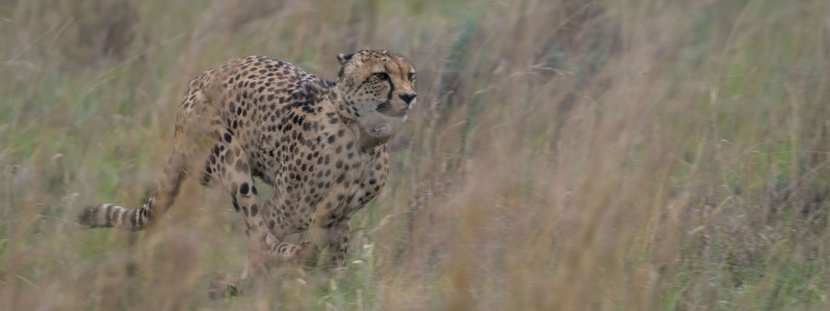 Wildlife Photography Africa