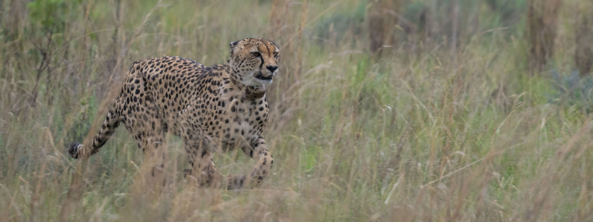 Wildlife Photography Africa