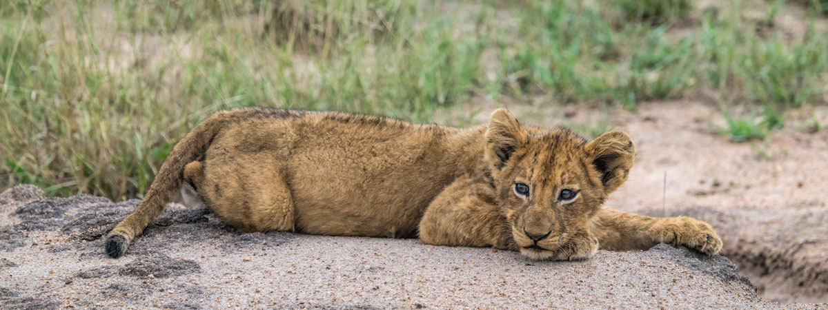 Wildlife Photography Africa