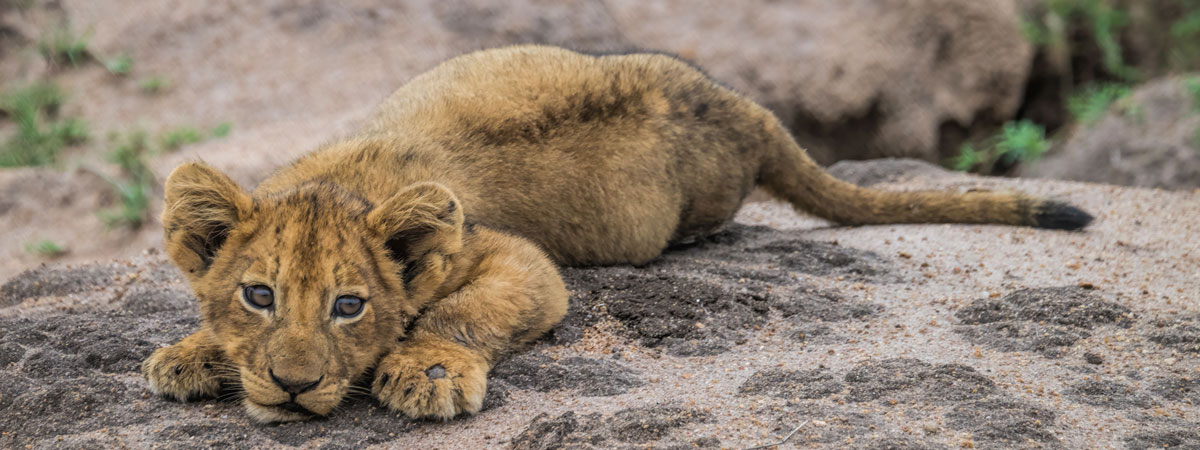 Wildlife Photography Africa