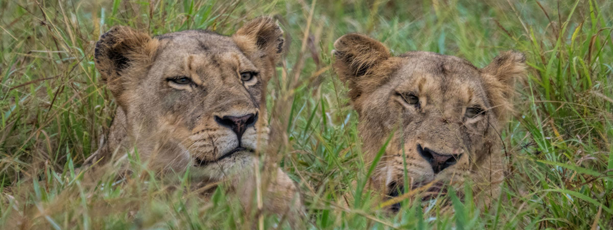 Wildlife Photography Africa